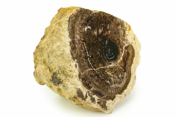 Polished Fossil Stromatolite Colony - Utah #351204